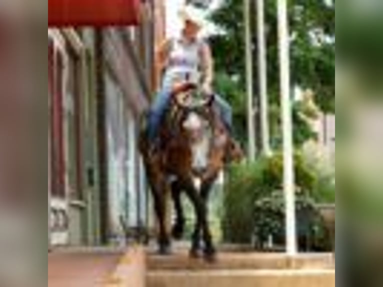 Draft Horse Giumenta 5 Anni 157 cm Grigio in Rusk TX