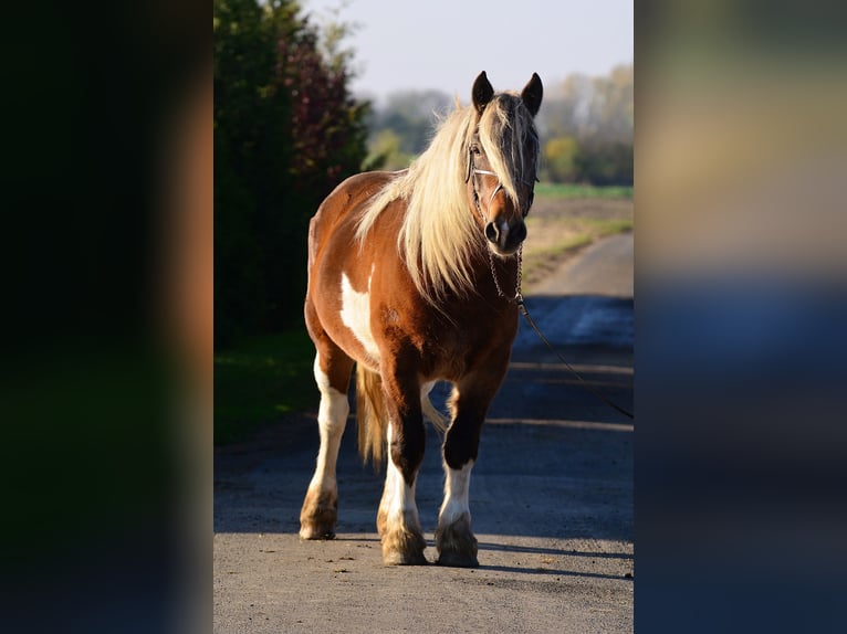 Draft Horse Giumenta 5 Anni 162 cm Pezzato in radziej&#xF3;w