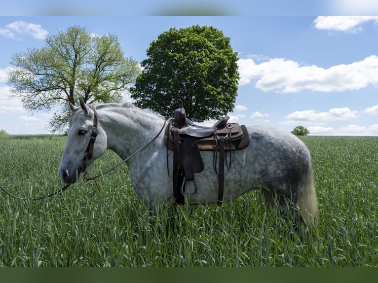 Draft Horse Giumenta 5 Anni 163 cm Grigio in Lancaster, PA