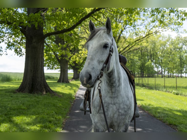 Draft Horse Giumenta 5 Anni 163 cm Grigio in Lancaster, PA