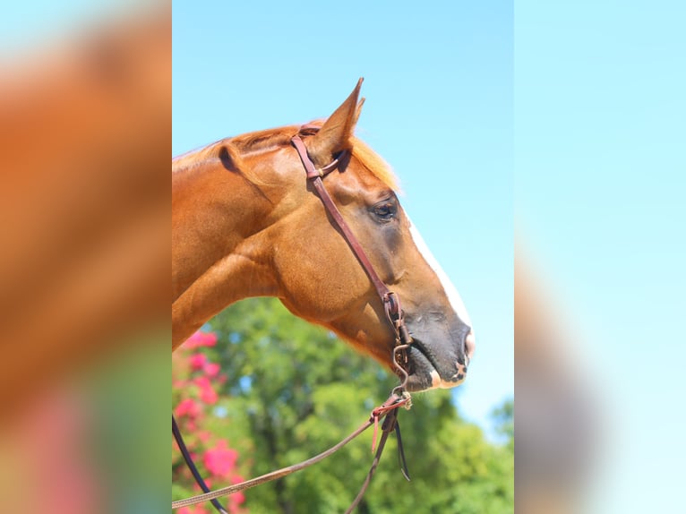 Draft Horse Mix Giumenta 5 Anni 163 cm Sauro ciliegia in Weatherford, TX