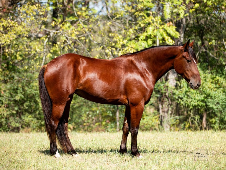 Draft Horse Mix Giumenta 5 Anni Baio ciliegia in Santa Fe
