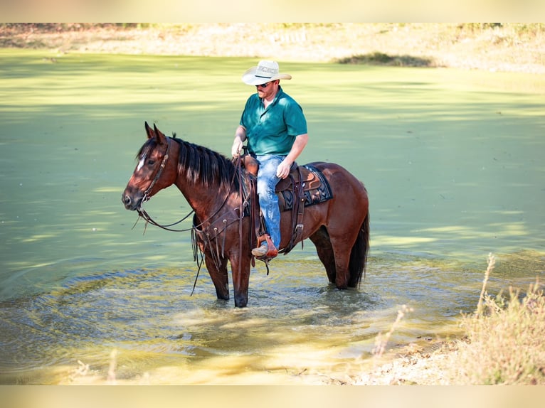 Draft Horse Mix Giumenta 5 Anni Baio ciliegia in Santa Fe