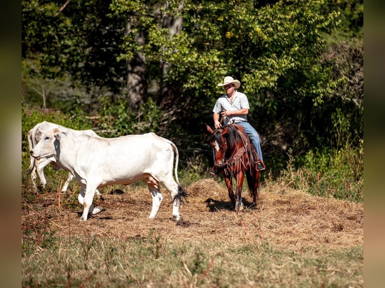 Draft Horse Mix Giumenta 5 Anni Baio ciliegia in Santa Fe
