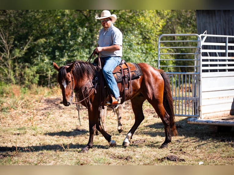 Draft Horse Mix Giumenta 5 Anni Baio ciliegia in Santa Fe