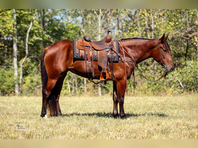 Draft Horse Mix Giumenta 5 Anni Baio ciliegia in Santa Fe