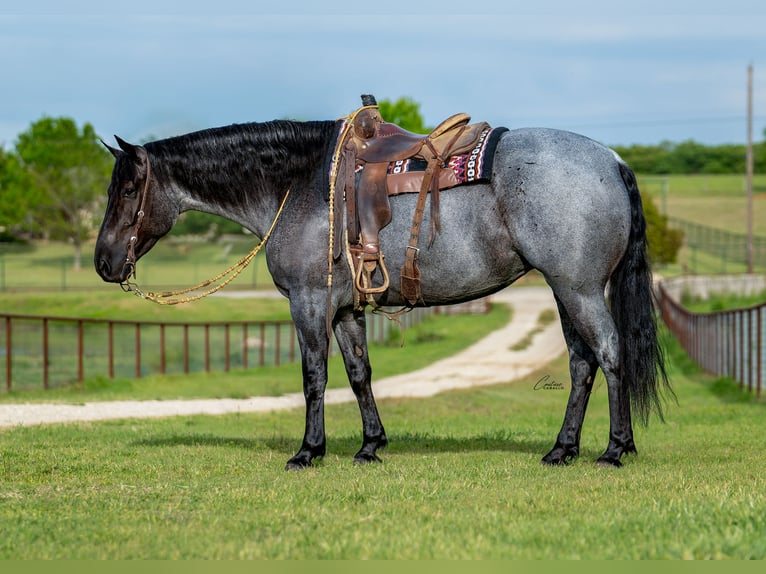 Draft Horse Mix Giumenta 5 Anni Roano blu in Fort Worth