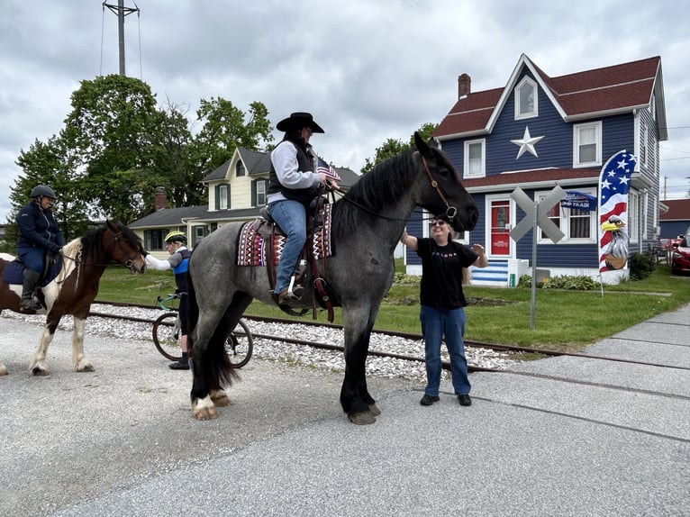 Draft Horse Mix Giumenta 5 Anni Roano blu in Street