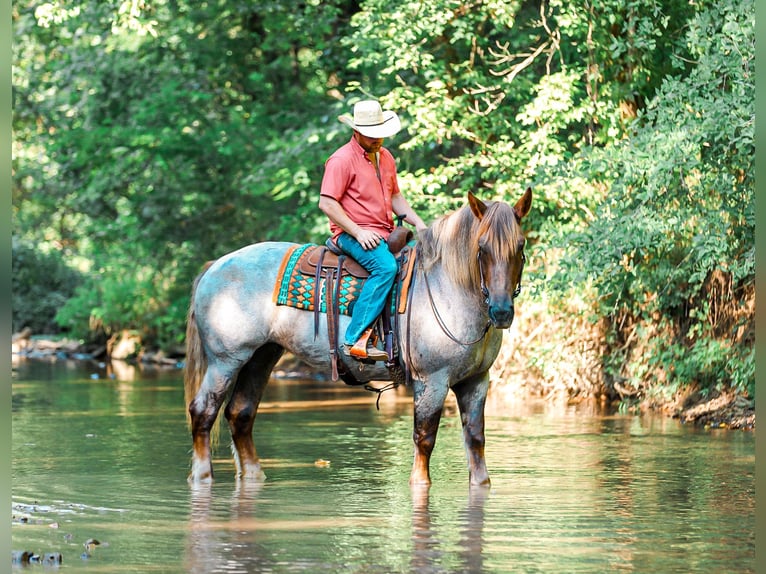 Draft Horse Mix Giumenta 5 Anni Roano rosso in Santa Fe