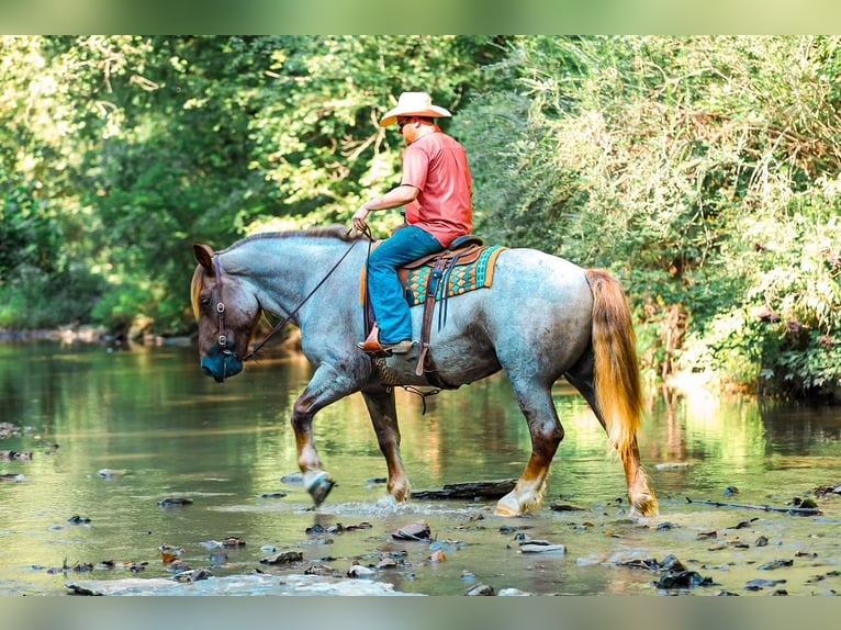 Draft Horse Mix Giumenta 5 Anni Roano rosso in Santa Fe