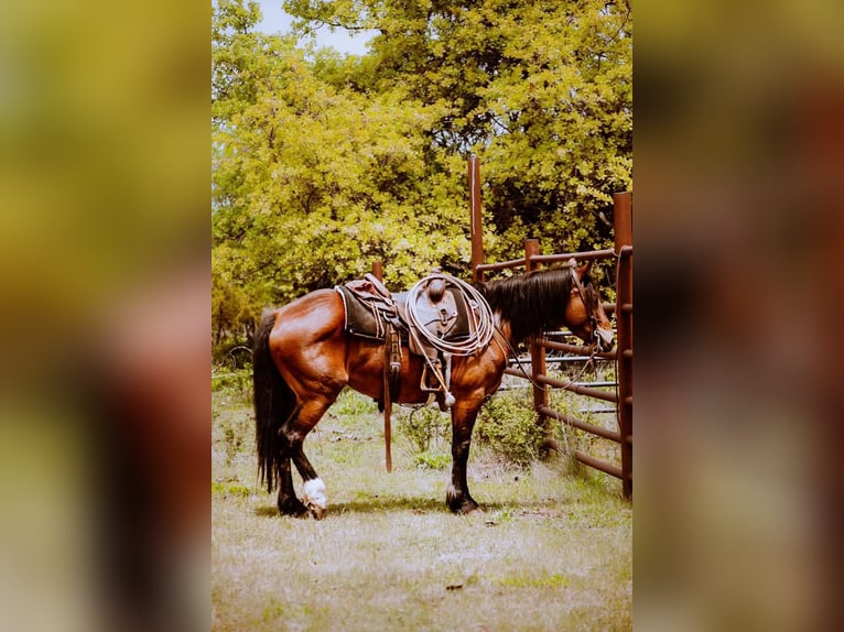 Draft Horse Giumenta 6 Anni 150 cm Baio ciliegia in PERRY, OK