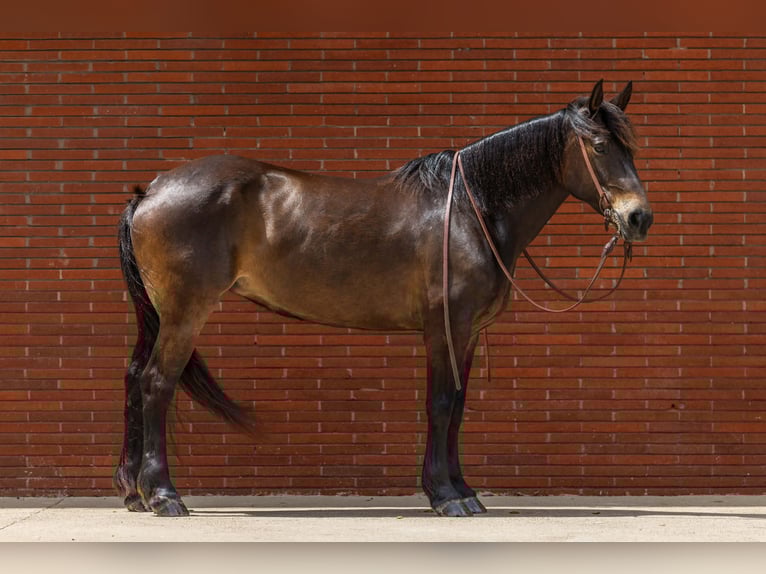 Draft Horse Giumenta 6 Anni 152 cm Baio ciliegia in Victoria