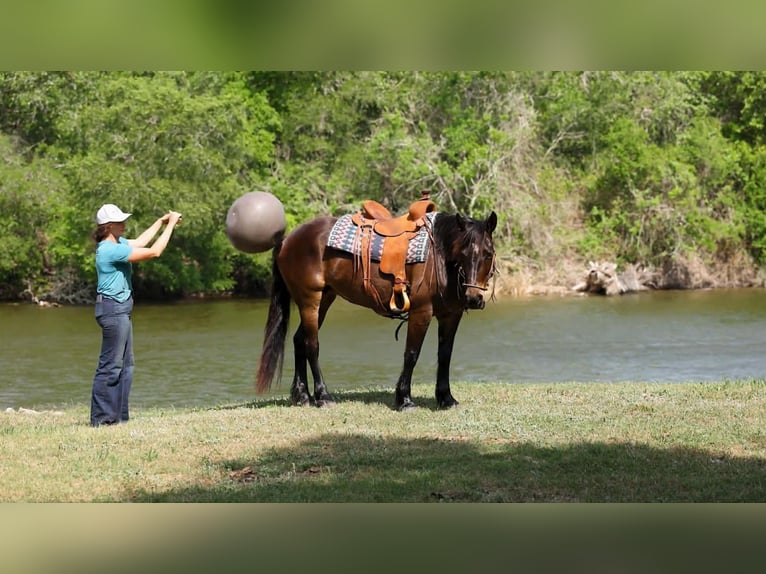 Draft Horse Giumenta 6 Anni 152 cm Baio ciliegia in Victoria