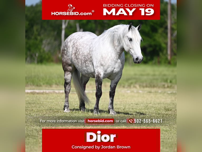 Draft Horse Mix Giumenta 6 Anni 157 cm Grigio pezzato in Waco, TX