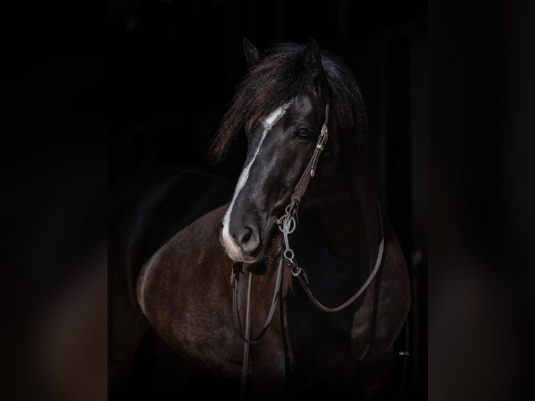 Draft Horse Mix Giumenta 6 Anni 157 cm Morello in Whitesboro, TX