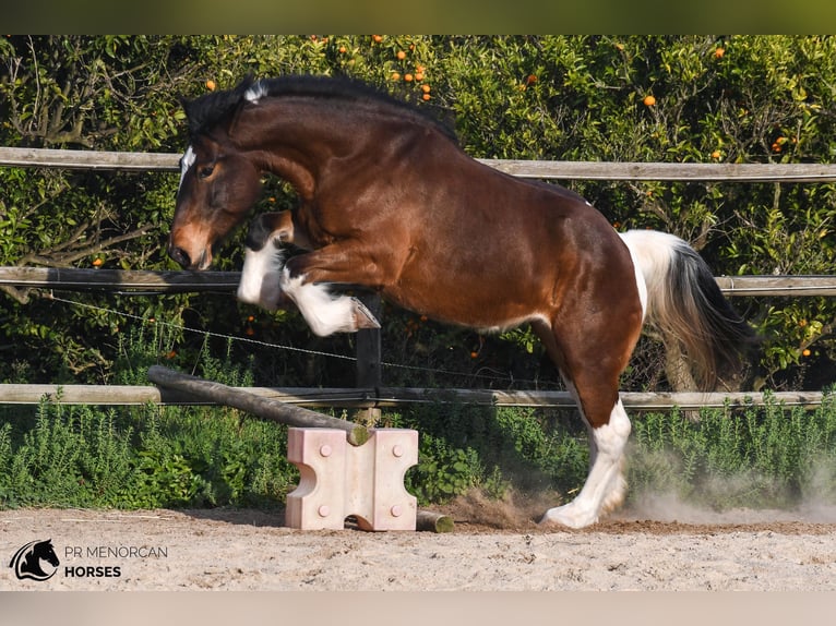 Draft Horse Mix Giumenta 6 Anni 158 cm Pezzato in Menorca