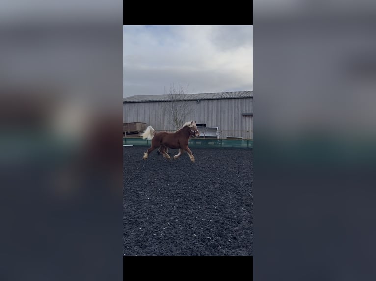 Draft Horse Giumenta 6 Anni 160 cm Sauro in Petitefontaine