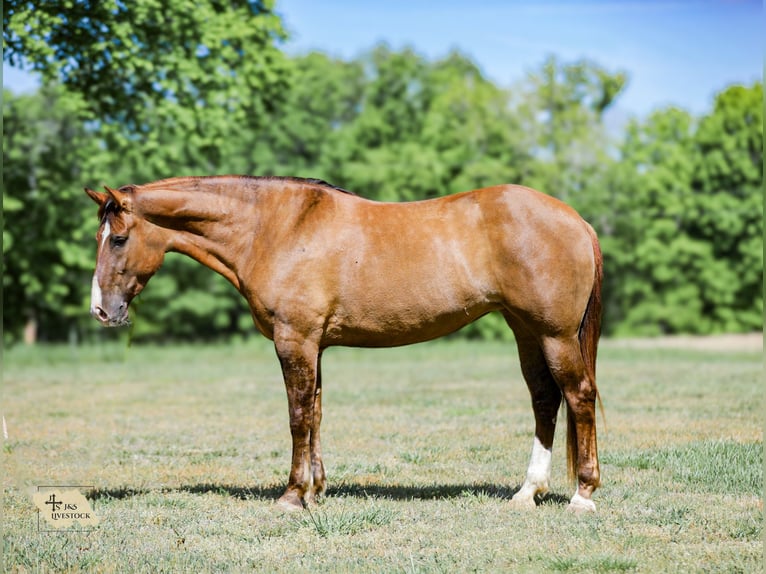 Draft Horse Mix Giumenta 6 Anni 163 cm Falbo in Santa Fe