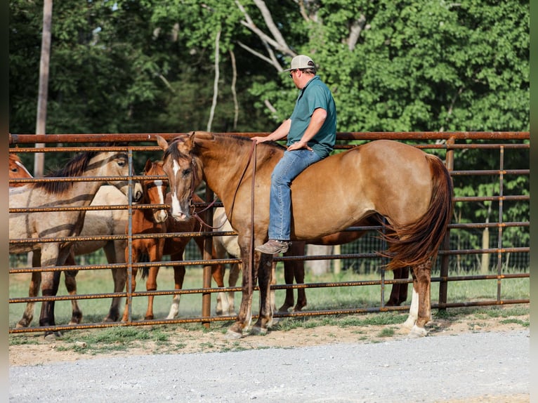 Draft Horse Mix Giumenta 6 Anni 163 cm Falbo in Santa Fe
