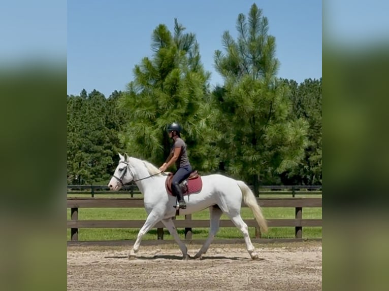 Draft Horse Mix Giumenta 6 Anni 163 cm Grigio in Johnston