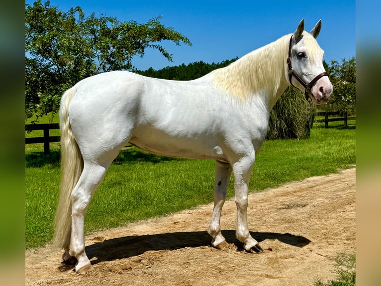 Draft Horse Mix Giumenta 6 Anni 163 cm Grigio in Johnston