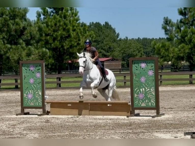 Draft Horse Mix Giumenta 6 Anni 163 cm Grigio in Johnston