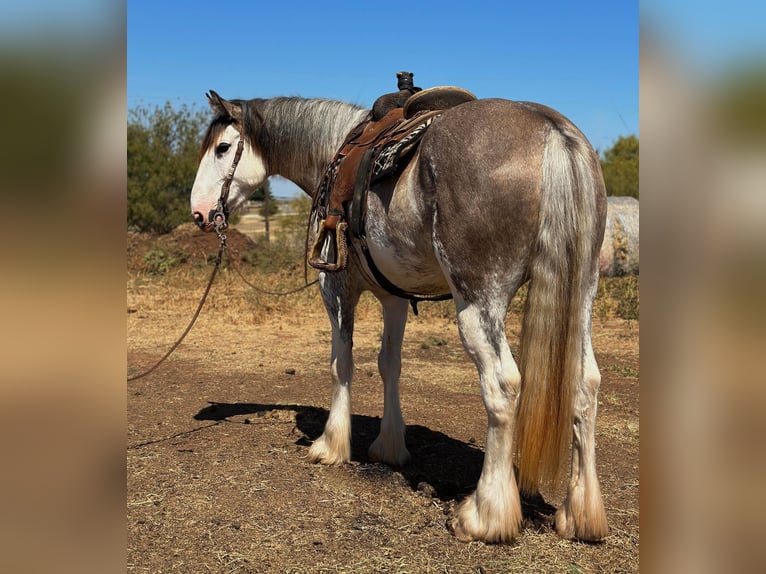 Draft Horse Giumenta 6 Anni 163 cm Roano blu in Byers, TX