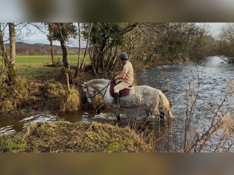 Draft Horse Giumenta 6 Anni 165 cm Grigio pezzato in Sligo