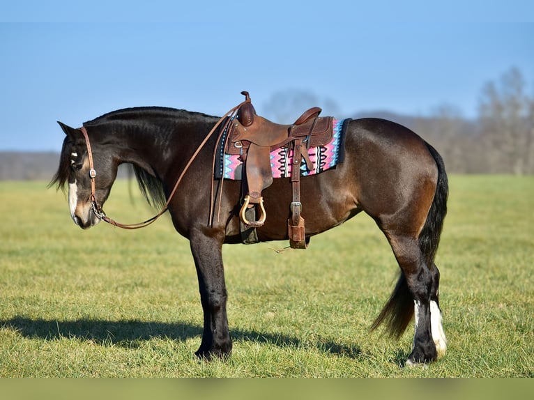 Draft Horse Mix Giumenta 6 Anni 168 cm Baio roano in Crab Orchard, KY