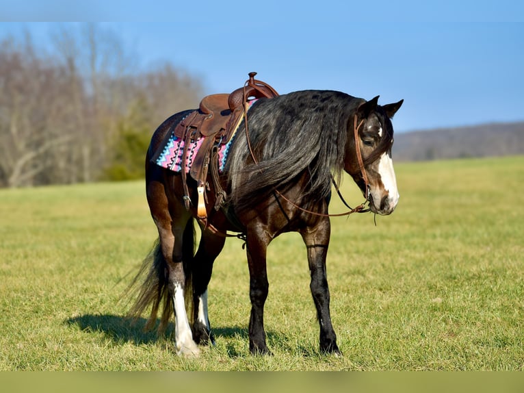 Draft Horse Mix Giumenta 6 Anni 168 cm Baio roano in Crab Orchard, KY