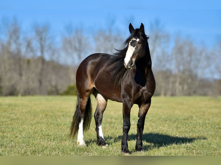 Draft Horse Mix Giumenta 6 Anni 168 cm Baio roano in Crab Orchard, KY