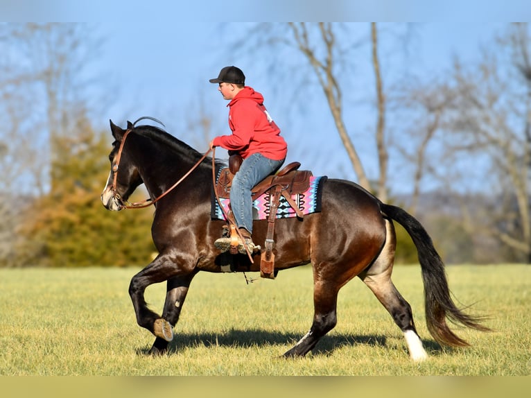 Draft Horse Mix Giumenta 6 Anni 168 cm Baio roano in Crab Orchard, KY