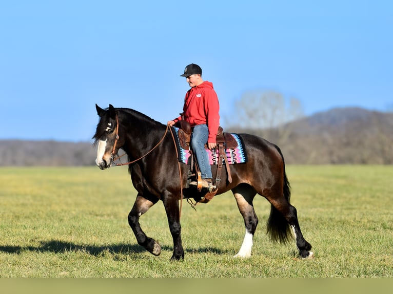 Draft Horse Mix Giumenta 6 Anni 168 cm Baio roano in Crab Orchard, KY