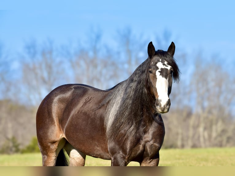 Draft Horse Mix Giumenta 6 Anni 168 cm Baio roano in Crab Orchard, KY