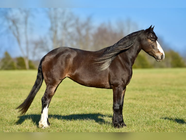 Draft Horse Mix Giumenta 6 Anni 168 cm Baio roano in Crab Orchard, KY