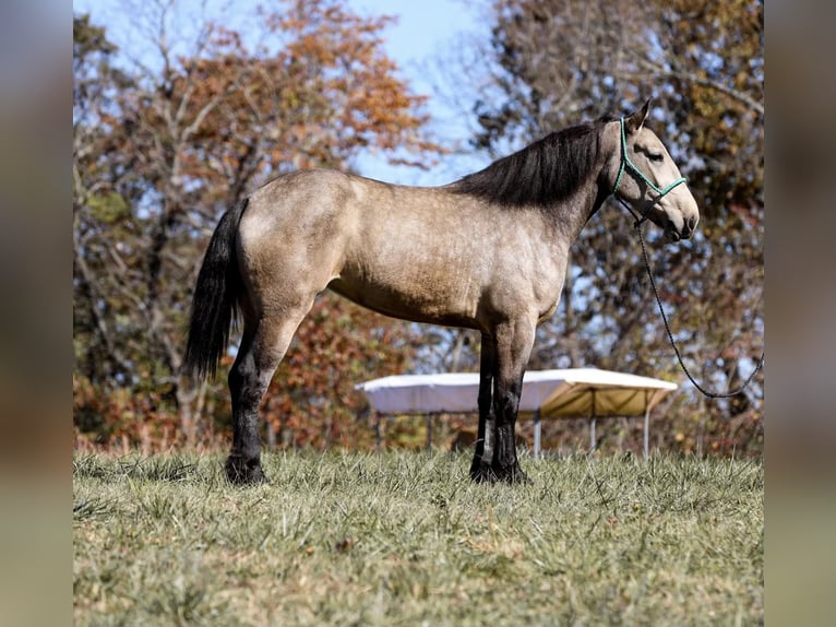 Draft Horse Giumenta 6 Anni 168 cm Pelle di daino in Santa Fe, TN
