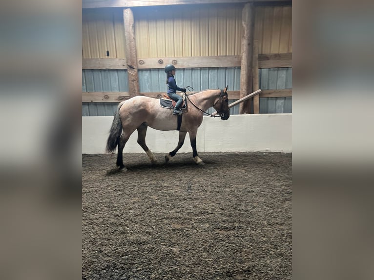Draft Horse Giumenta 6 Anni Baio roano in Everett PA