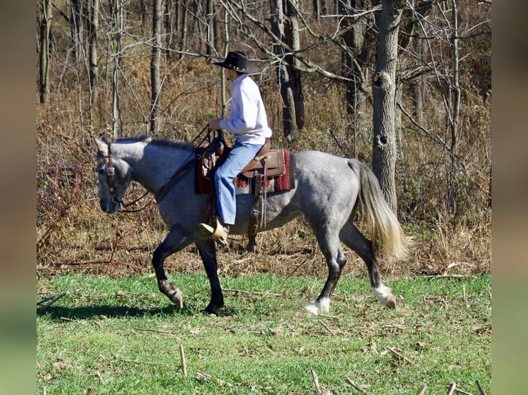 Draft Horse Mix Giumenta 6 Anni Grigio in Millersburg, OH