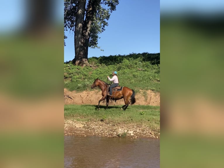 Draft Horse Giumenta 7 Anni 150 cm Baio ciliegia in PERRY, OK