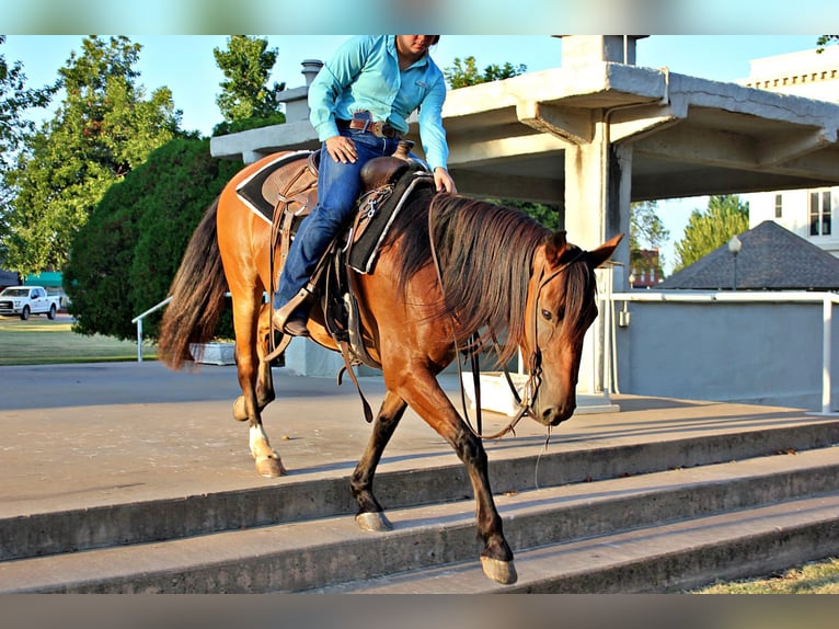 Draft Horse Giumenta 7 Anni 150 cm Baio ciliegia in PERRY, OK