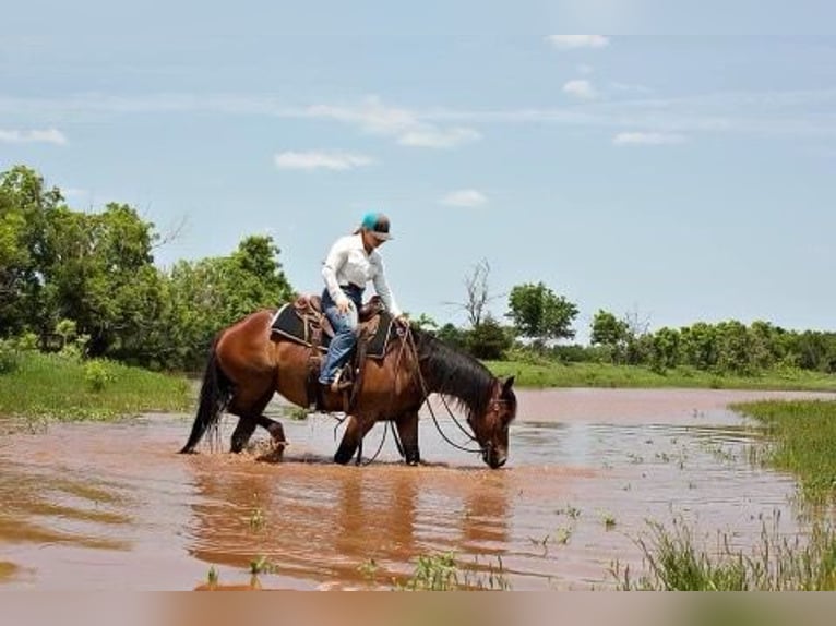 Draft Horse Giumenta 7 Anni 150 cm Baio ciliegia in PERRY, OK