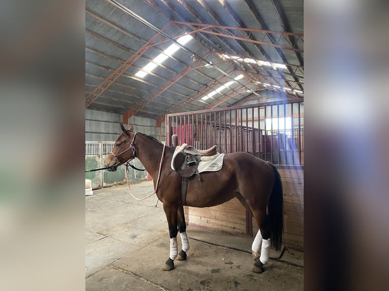 Draft Horse Giumenta 7 Anni 150 cm Baio ciliegia in PERRY, OK