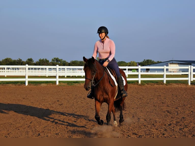 Draft Horse Giumenta 7 Anni 150 cm Baio ciliegia in PERRY, OK