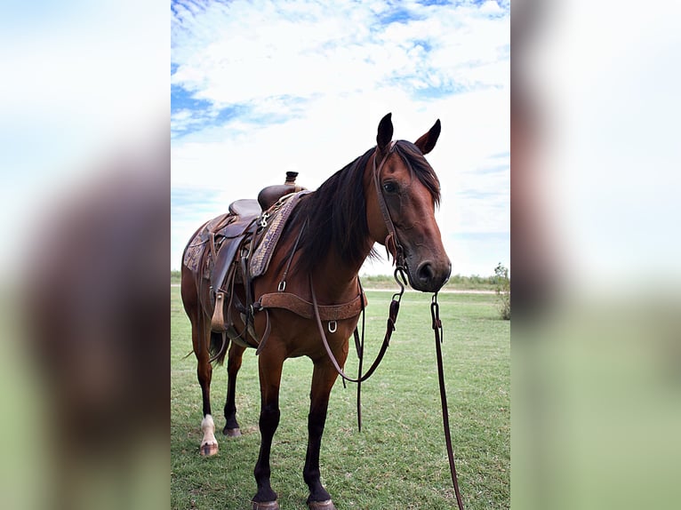 Draft Horse Giumenta 7 Anni 150 cm Baio ciliegia in PERRY, OK