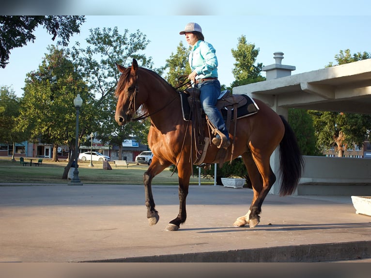 Draft Horse Giumenta 7 Anni 150 cm Baio ciliegia in PERRY, OK