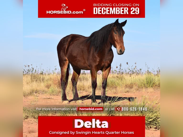 Draft Horse Mix Giumenta 7 Anni 157 cm Baio ciliegia in Amarillo