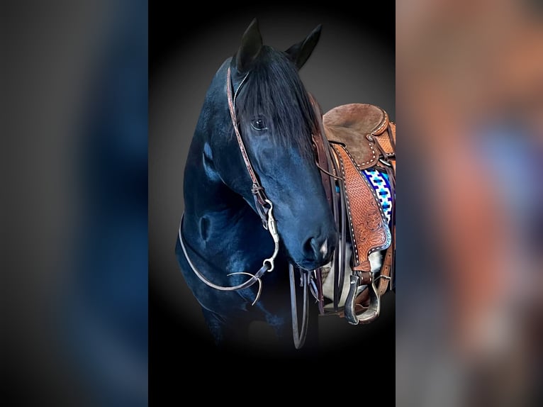 Draft Horse Giumenta 7 Anni 157 cm Tobiano-tutti i colori in Sheffield IA