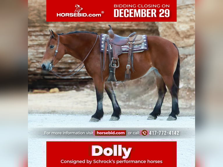 Draft Horse Mix Giumenta 7 Anni 160 cm Baio ciliegia in Purdy