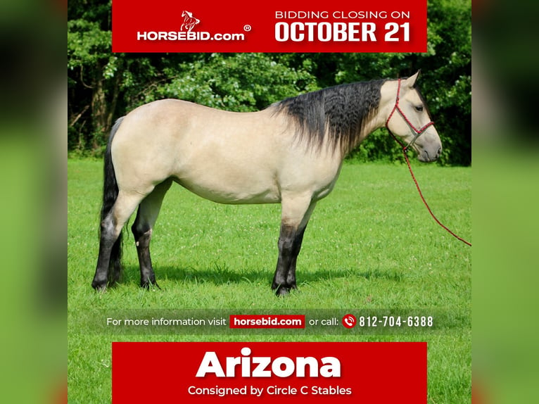 Draft Horse Mix Giumenta 7 Anni 160 cm Pelle di daino in Borden, IN