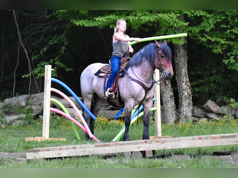 Draft Horse Giumenta 7 Anni 163 cm Baio roano in Middleboro